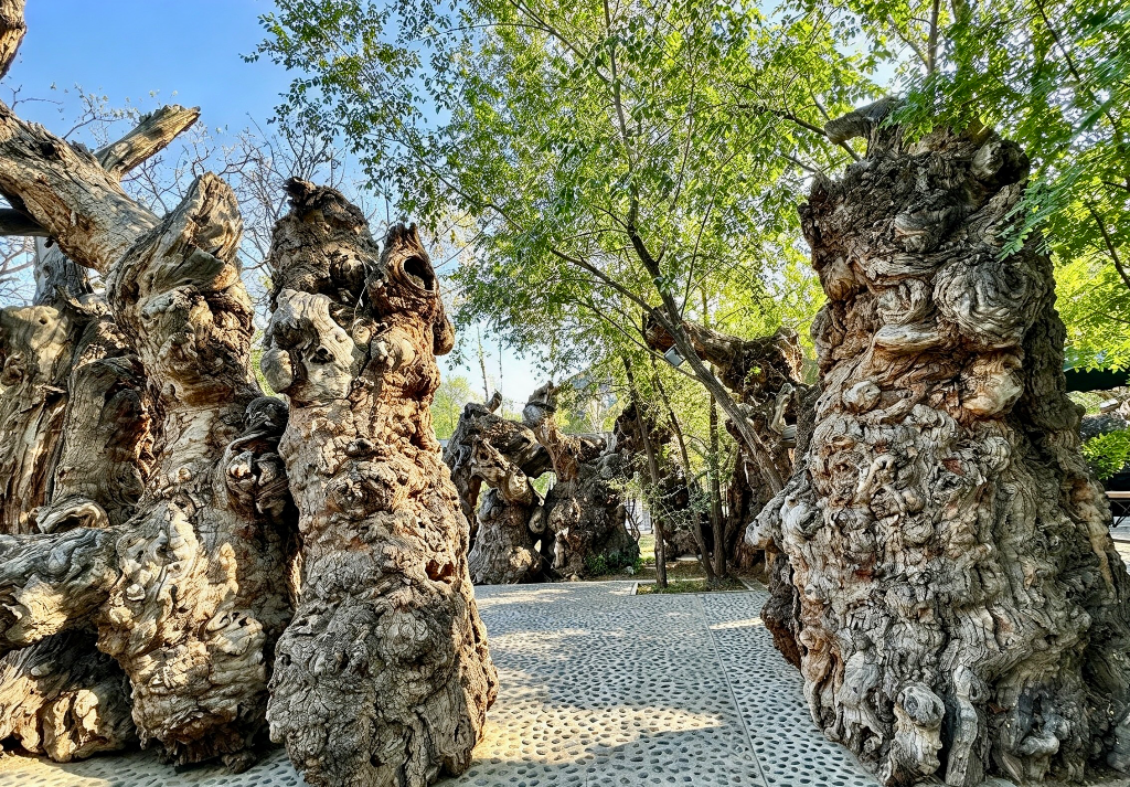 ancient Euphrates poplar tree trunks at