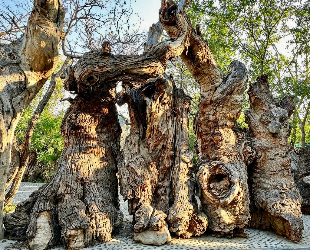 ancient Euphrates poplar tree trunks