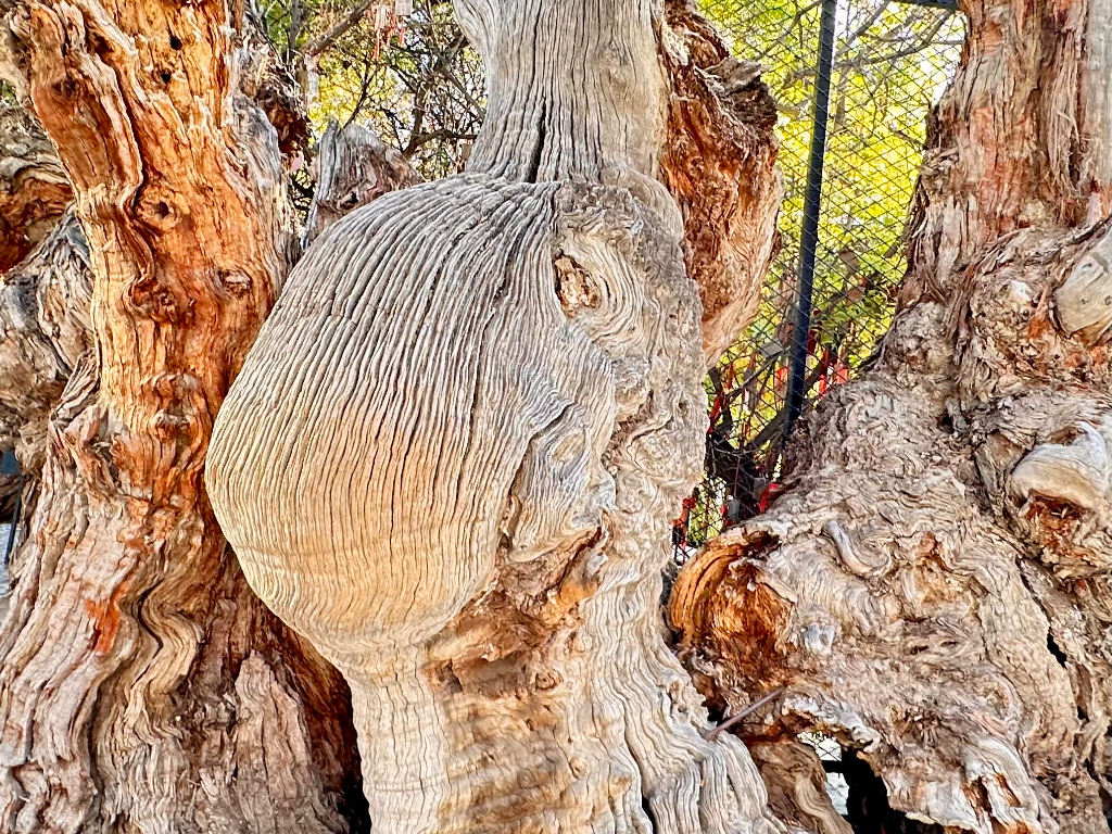 ancient Euphrates poplar tree trunks
